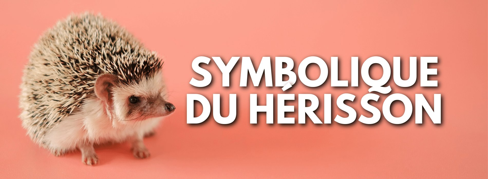 symbolique-du-Hérisson  Image