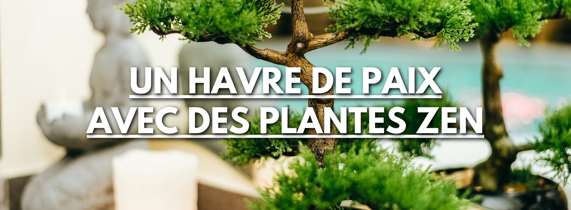 un Havre de Paix avec des Plantes Zen